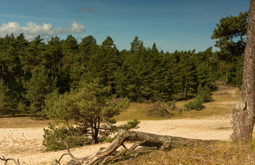 The forest landscape on a sunny summer day, the blue sky with clouds, fragments of sand dunes
