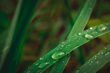 Closeup of water drops on green grass leaves, selective focus