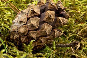 Macro shot of a pine cone, high close-up, selective depth of field, visible structure,natural background 