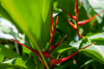 ゴクラクチョウカ