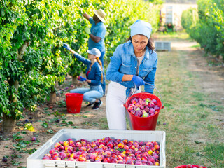 Asian woman gardener bulking freshly picked plums from bucket into the grey plastic crate at orchard © JackF
