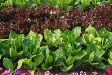 Fresh lettuce in farm,selective focus.