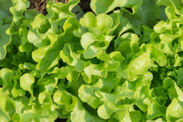 Fototapeta na wymiar Fresh lettuce in farm,selective focus.