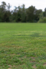 grass field close up park nature trail summer spring fall 