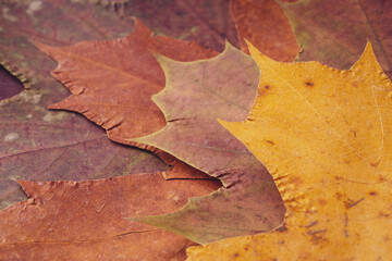 Lots of maple leaves close-up. Autumn dry maple leaves, herbarium, texture Autumn background, screensaver