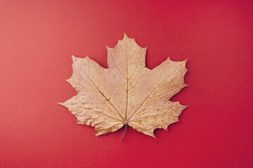 A dry autumn maple leaf lies on a red background, close-up. Minimal autumn concept, flat, flat, top view, copy space. Symbol of Canada, Canada Day