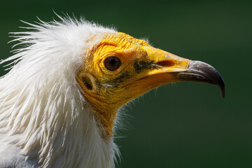 Portrait of a scavenger vulture with a dark background.
