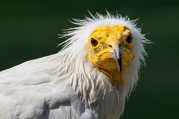 Portrait of a scavenger vulture with a dark background.