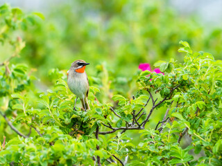 ノゴマ雄(Siberian rubythroat)