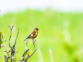 カワラヒワ(Oriental Greenfinch)