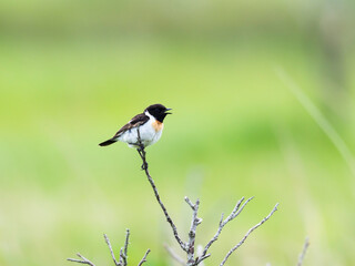 さえずるノビタキ(common stonechat)