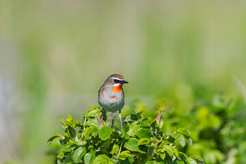 ノゴマ雄(Siberian rubythroat)