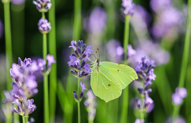 Beautiful yellow Gonepteryx rhamni or common brimstone butterfly on a purple lavender flower in a sunny garden.