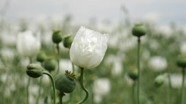 Closeup of white opium poppy in summer poppies field. 