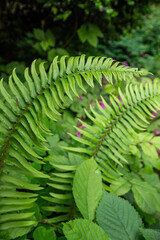 background of big green fern leaves filled garden in the park