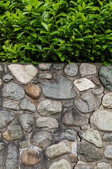 background texture of dense green bushes on top of rock brick wall