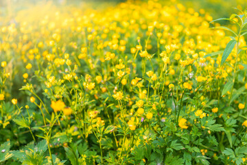 Yellow flowers of buttercup mountain Ranunculus montanus.