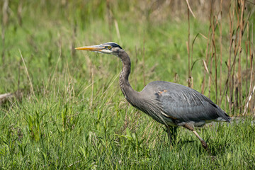 close up of a great blue heron walking on the wetland surrounded by tall green grasses on a sunny day