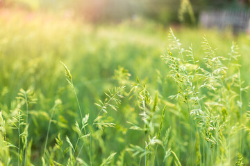 Green grass with seeds on curved stems in light wind. Slightly blurred close up with selective focus.