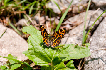 An orange butterfly opened its wings on a green leaf among the stones
