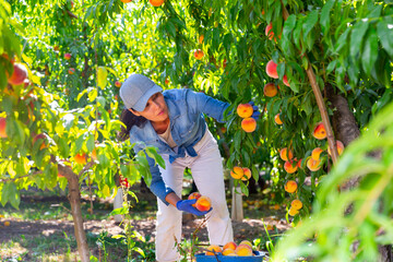 Skilled focused asian farm workwoman working in summer fruit garden, busy harvesting of ripe organic peaches ..