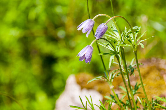 Purple Forest Bells On A Blurry Background