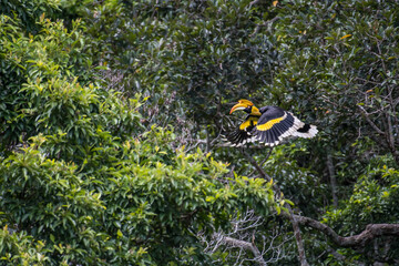 The Great Hornbill flying in the forest.