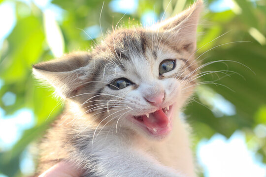 Pretty kitten with a happy smiling face starring at the camera. Cute cat theme