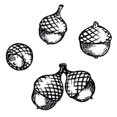 Vector hand drawn acorns set isolated on white background. Cute doodle illustration. Autumn botany. For print, web, design, decor, logo. 