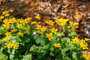 Kaluzhnitsa lesnaya Lights yellow flowers close up near the stream