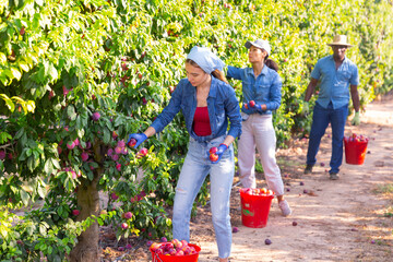 Three workers harvesting plums on fruit plantation. They're filling buckets with them.