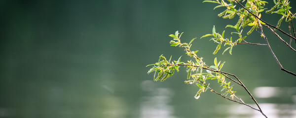 Tree branches on a green background - a panoramic view. Natural background.