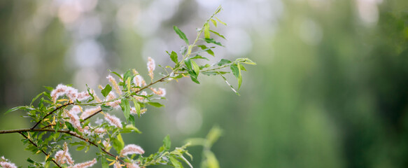 Tree branches on a green background - a panoramic view. Natural background.