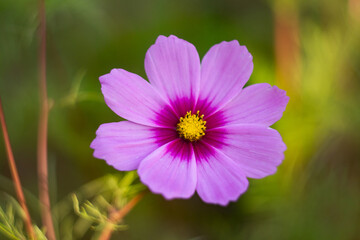 Obraz premium Cosmea, Schmuckkörbchen