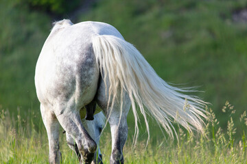 Obraz na płótnie Canvas Long tail of a white horse in the park.