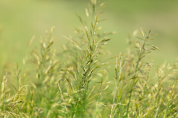 Spikelets on the green grass in summer.