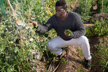 African farmer harvesting green peas at plantation on a sunny day - obrazy, fototapety, plakaty