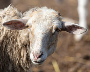 Portrait of a goat on the farm.
