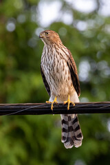  juvenile Coopers hawk