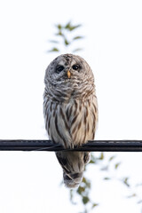 Barred Owl Bird