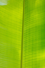 Green banana leaf on nature