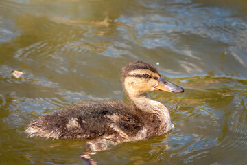 Cute little duckling swimming alone in a lake or river with calm water