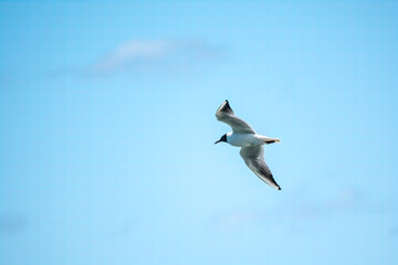 Black-headed gull of the summer feather which flies over the blue sky