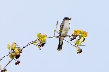 Eastern kingbird bird