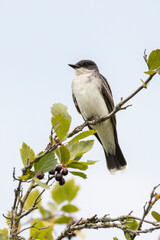 Eastern kingbird bird