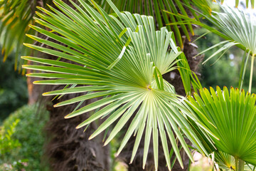 Green leaves and branches of a palm tree.