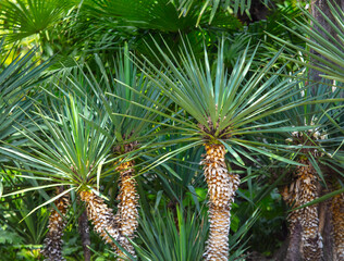Green leaves and branches of a palm tree.