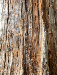 Obraz premium Old wood as an abstract background.