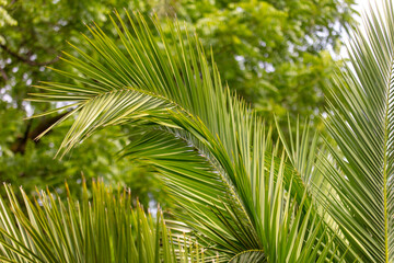 Obraz na płótnie Canvas Green leaves of a palm tree as a background.
