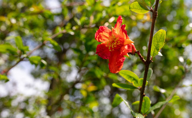 Red flowers on the pomegranate tree in nature.
